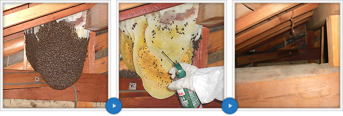 ミツバチの巣駆除施工の作業工程